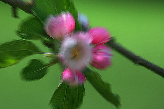 Blurred Blooming