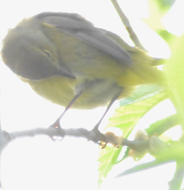 preening