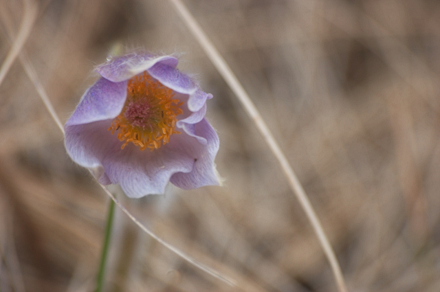 First Crocus of Spring