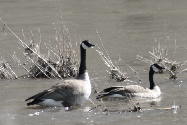 Bathing in the softness of a Spring morning