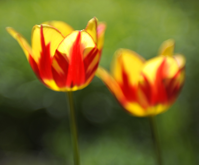 Tulips in the sun