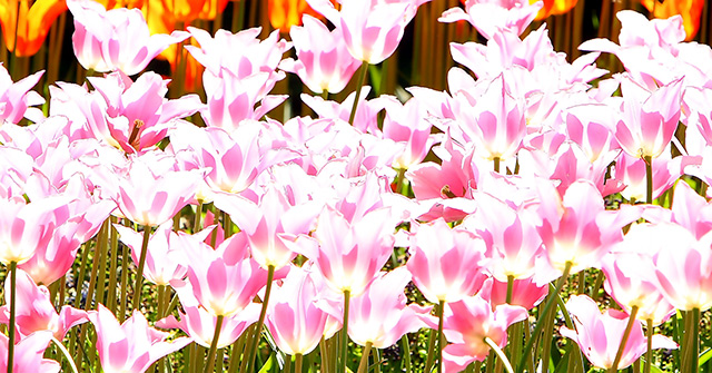 Pink tulips overexposed against the sun