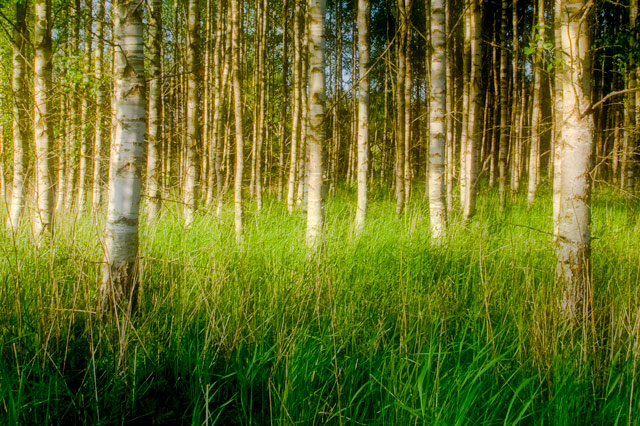 summer trees