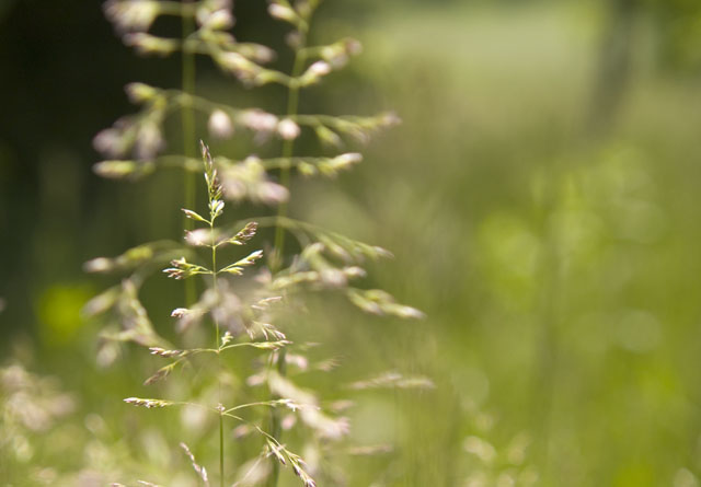 Prairie Greens