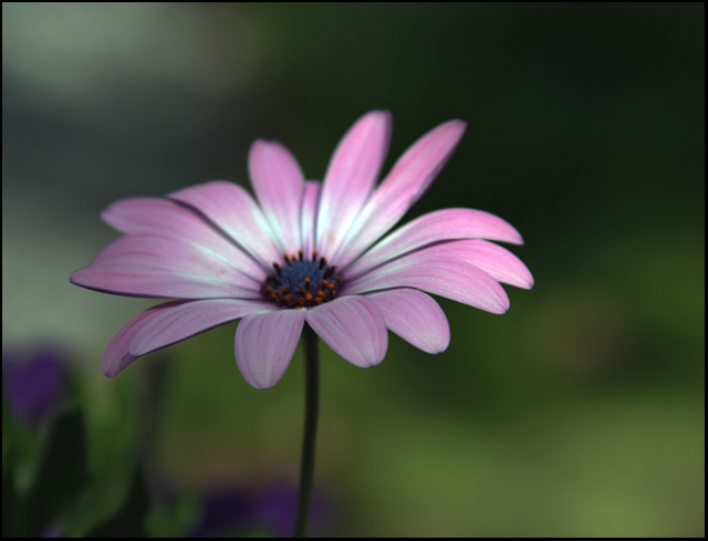 The Softness Of Spring