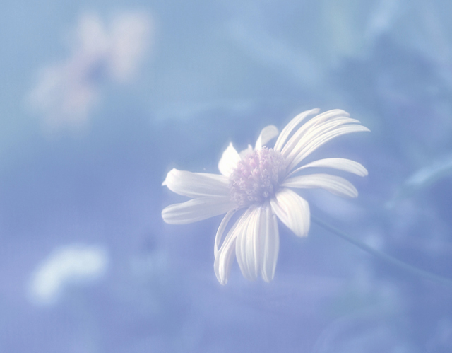 Azure Dreams
