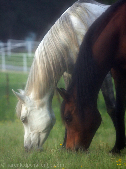 Peaceful Grazing