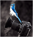 and the next thing I know this Blue Jay lands right on my camera. 