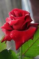 the rose