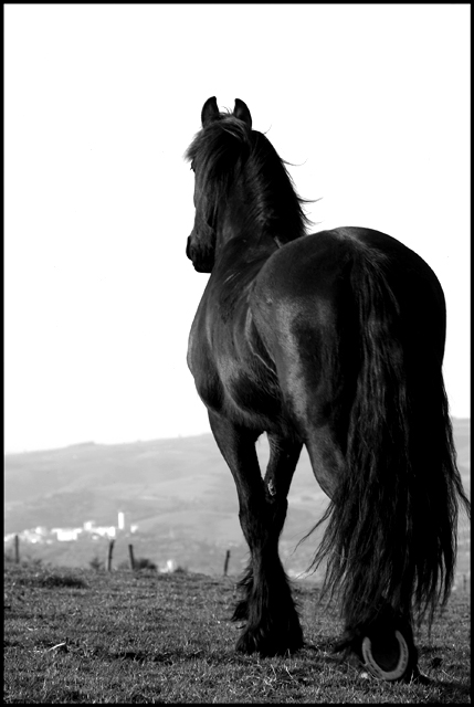 The black stallion
