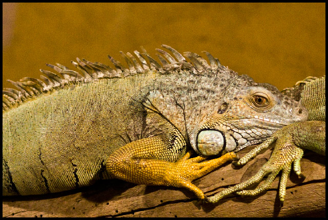 The night of the iguana