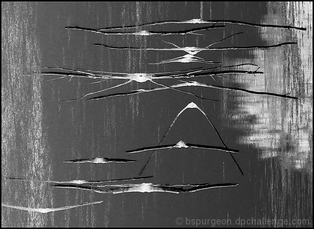 Alfred Hitchcock's The Birds
