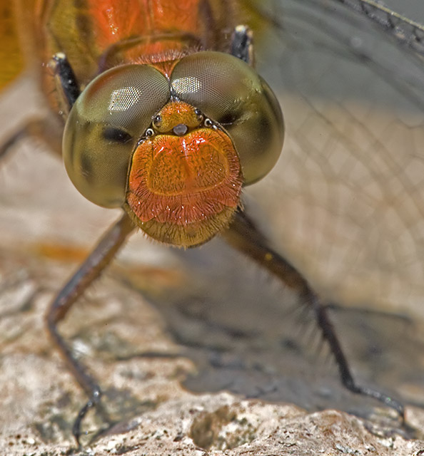 Dragonfly (2002)