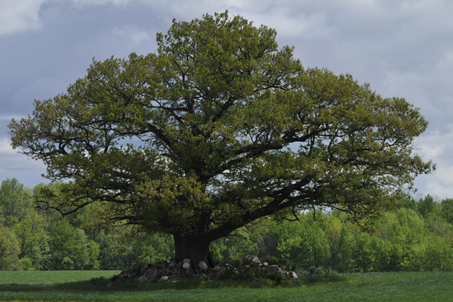 "The Tree" (1988)