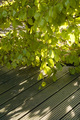 Dappled Light