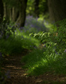 Green and blue.