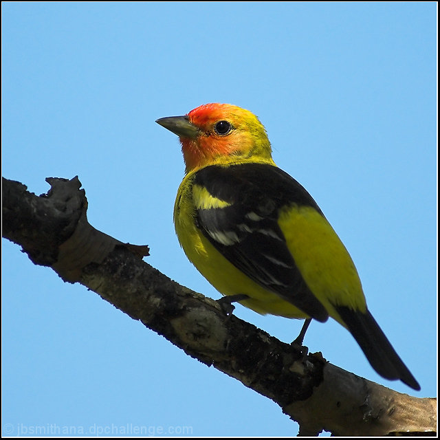 Western Tanager
