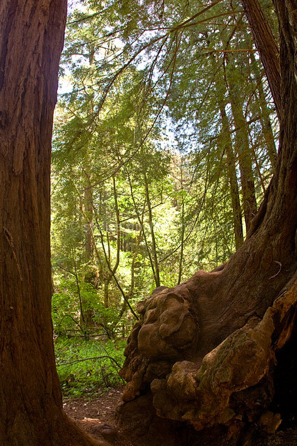 In the Redwoods