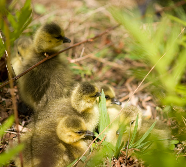 Goslings