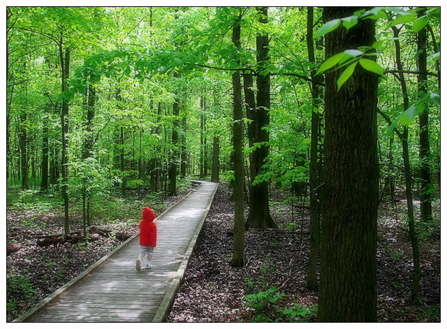 Little Red Riding Hood