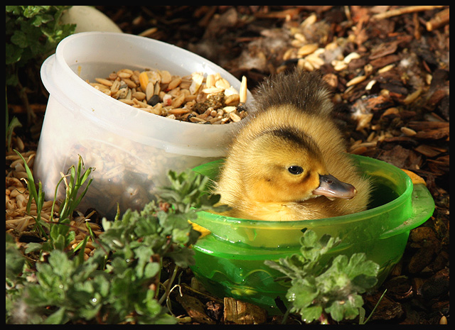 Duck Soup