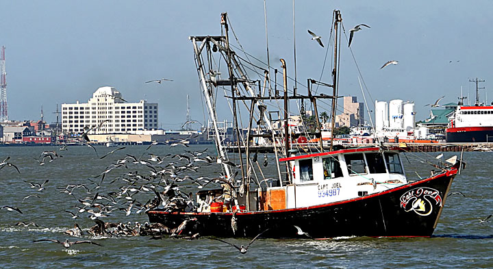 Shrimp Boat with Birds