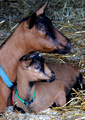 Oberhasli Mother & Kid