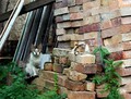 Protecting his partner