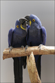 Two Parrots in Love