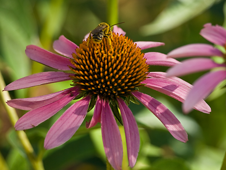 Let Me Tell You Bout the Birds & The Bees & The Flowers & The Trees & .....