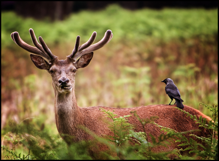 Smile for the Birdie!