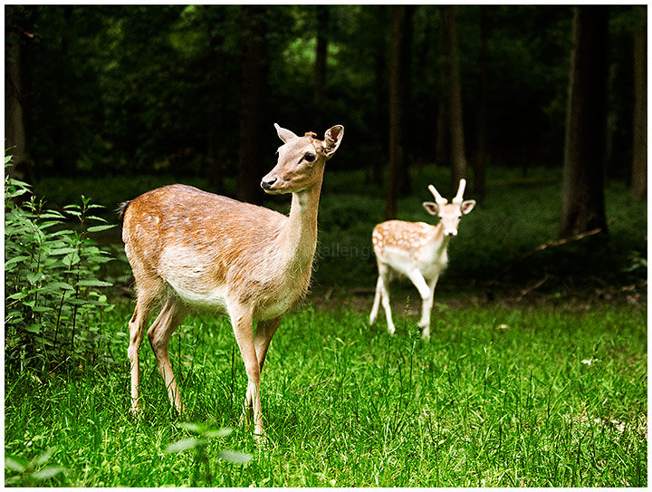 Ms Doe and her bodyguard