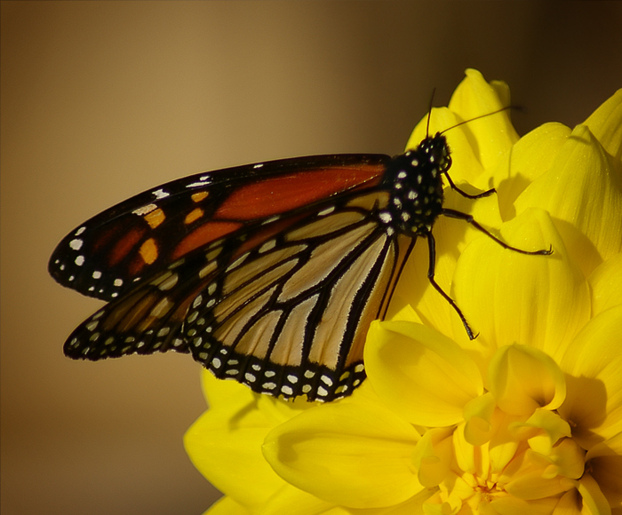 Spreading Sunshine