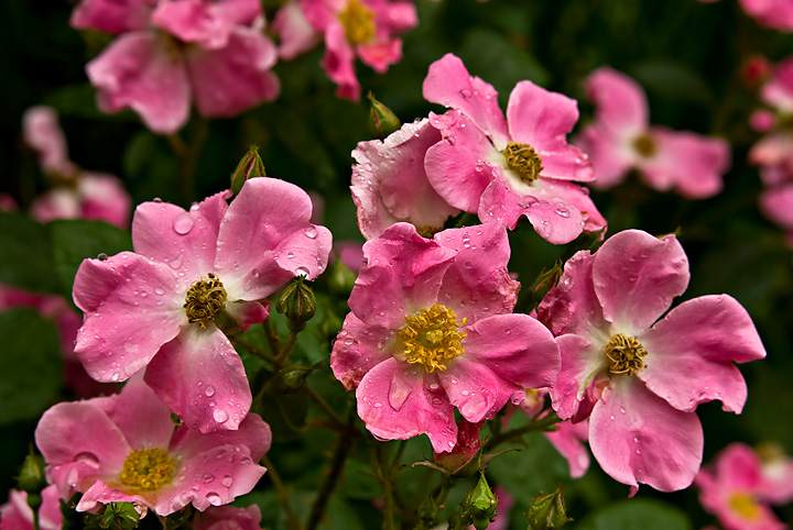 Rain Drops on Roses