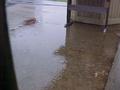 Rain Puddle
