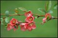 Rain Drops on Cherry Blossom