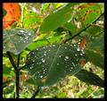 Acid Rain Shower