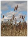 Dried reeds blown by the wind