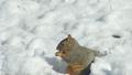 Lunch time in Spring snow