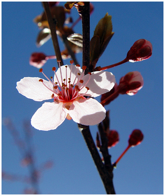 Sun Kissed Blossom