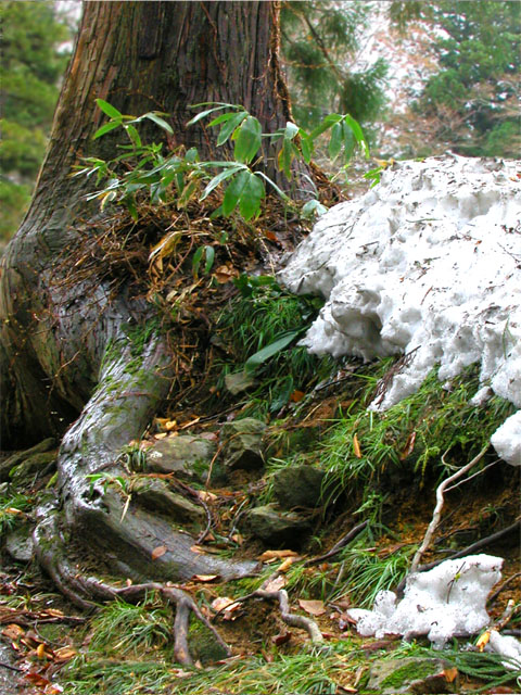 weather-beaten roots