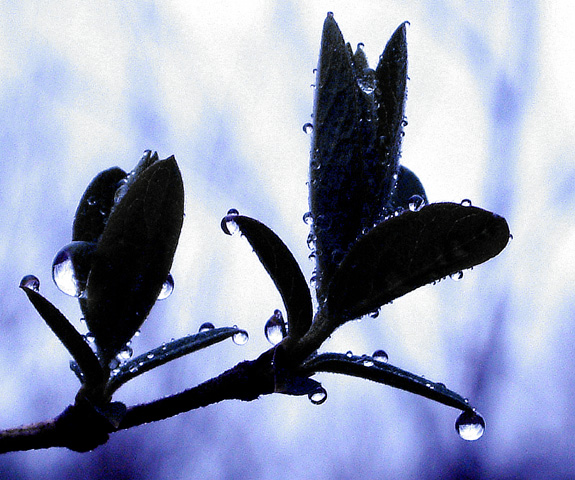 Evening Rain