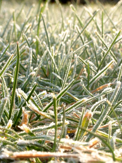 Frosty Morning