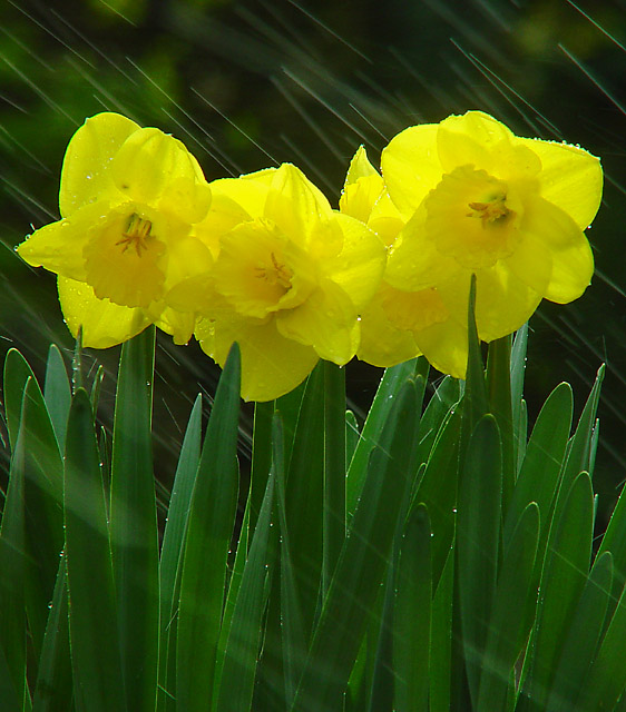 Flowers In The Rain