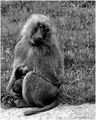 Maternal Tenderness