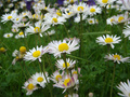 The Daisy Jungle