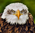 Staring Contest - Eagle vs Photographer