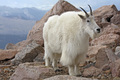 Mt. Evans Goat