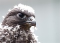 Young Gyrfalcon