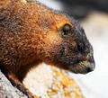 Marmot Study